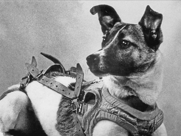 Laika_(Soviet_dog).jpg