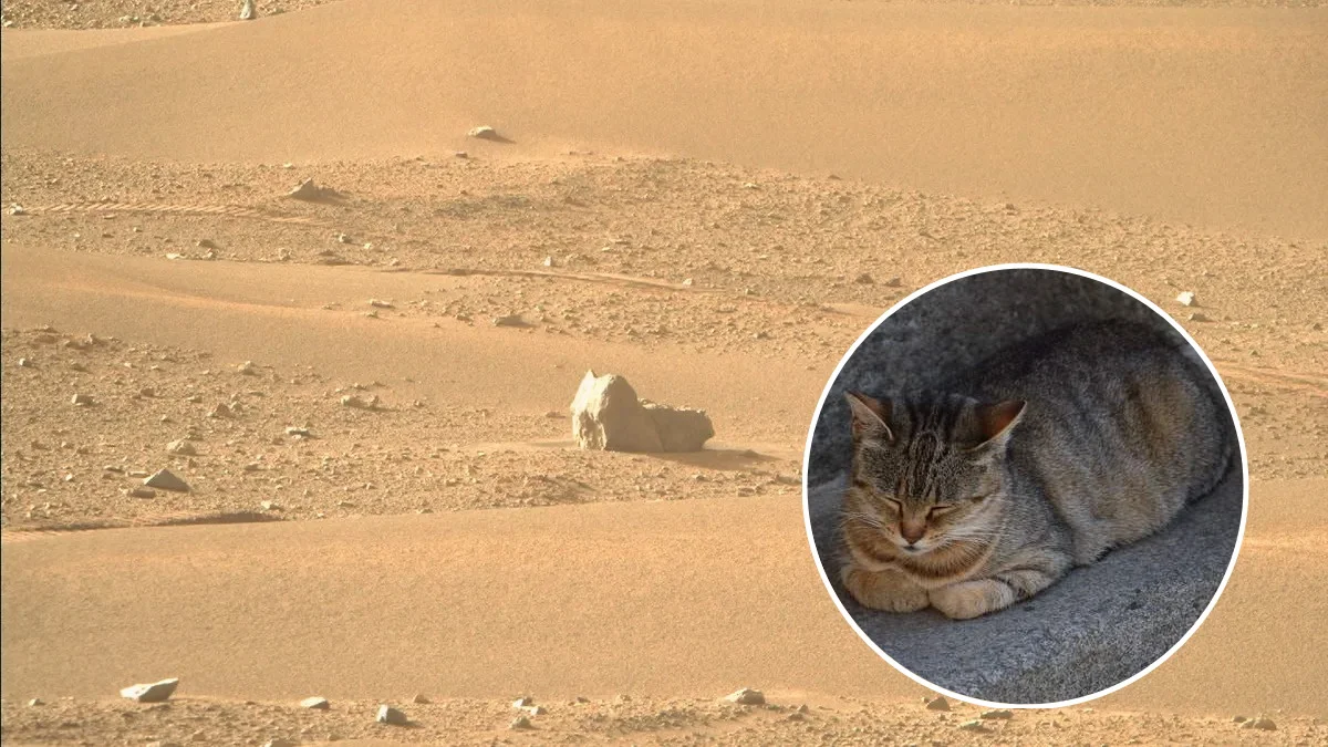 El rover Perseverance de la NASA capta un «gato» en Marte